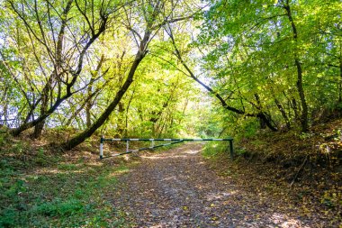 Tema üzerine fotoğrafçılık Vahşi Orman 'daki güzel patika, Vahşi Orman' a uzanan kırsal yaya yolu, İnsansız Orman 'a giden yol, Vahşi Orman' daki yaya yolu, Bu doğal doğa
