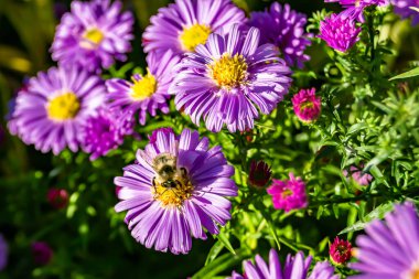 Arka planda yaban arısı kanatlı güzel bir arı, yabani çiçeklerden oluşan bir fotoğraf. Arı otlağa doğru yavaşça uçuyor bal için nektar topluyor, kır otlaklarında yabani bir çiçek arısı.