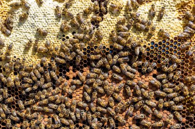 Arı kovanının soyut altıgen yapısı altın bal kovanından bal peteği, bal peteği yaz kompozisyonu arı köyünden vıcık vıcık bal, bal kırsalından kırsal arılara bal peteği