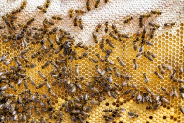 Arı kovanının soyut altıgen yapısı altın bal kovanından bal peteği, bal peteği yaz kompozisyonu arı köyünden vıcık vıcık bal, bal kırsalından kırsal arılara bal peteği