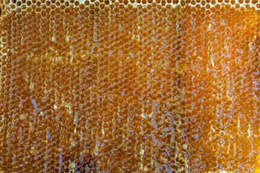 Altın nektarla dolu altıgen bal peteklerinden arı damlayan bal damlası, bal peteği yaz kompozisyonu doğal bal damlası, balmumu çerçeve arısına damlayan bal damlası, bal peteğine damlayan bal damlası