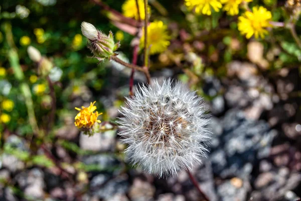 Beautiful wild growing flower seed dandelion on background meadow, photo consisting from wild growing flower seed dandelion to grass meadow, wild growing flower seed dandelion at meadow countryside