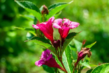 Tema üzerine fotoğraf arka plandaki çayırlarda yetişen güzel yabani çiçek weigela, yabani çiçek weigela 'dan çayıra kadar büyüyen yabani çiçek weigela kırsal otlaklarda yetişen yabani çiçek weigela