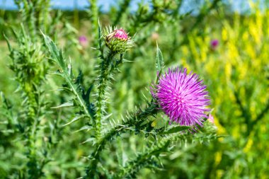 Arkaplan otlağında güzel yetişen çiçek kökü dikenli devedikeni. Çiçek kökü dikeninden çim çayırına kadar uzanan fotograf. Meadow kırsalında çiçek kökü dikenli dikenli devedikeni.