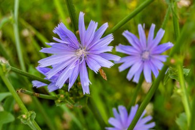 Çayırlarda yetişen güzel yabani çiçek hindibası. Yabani büyüyen çiçek hindibasından çim çayırına kadar sıradan, kırsal alanlarda sıradan yetişen yabani çiçek hindibasından oluşan fotoğraf.