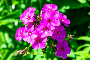 Çayırda büyüyen güzel çiçek fenikulası, vahşi büyüyen çiçek fenomeninden panikleyerek çim çayırına ulaşan foto, Herb Meadow kırsalında büyüyen çiçek fenikulatı.