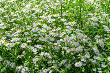 Arka planda büyüyen güzel Meksika papatyası, yabani çiçek yetiştiren Meksika papatyasından çim çayırına, Herb Meadow kırsalında büyüyen Meksika papatyasından oluşan fotoğraf.