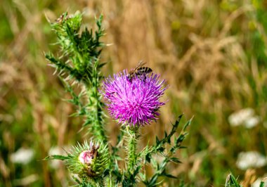 Arka planda yaban arısı kanatlı güzel bir arı, yabani çiçeklerden oluşan bir fotoğraf. Arı otlağa doğru yavaşça uçuyor bal için nektar topluyor, kır otlaklarında yabani bir çiçek arısı.