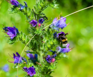 Arka planda yaban arısı kanatlı güzel bir arı, yabani çiçeklerden oluşan bir fotoğraf. Arı otlağa doğru yavaşça uçuyor bal için nektar topluyor, kır otlaklarında yabani bir çiçek arısı.