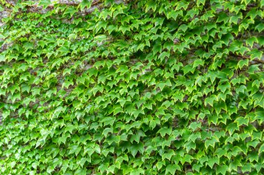 Tema: Akçaağaç yapraklarının yüzeye düşen sonbahar soyut arkaplanı, sabahları kırsal alanda ıslak sonbahar akçaağaç yapraklarının düşmesi, sonbahar akçaağaç yapraklarının farklı akçaağaç yapraklarının düşmesi.