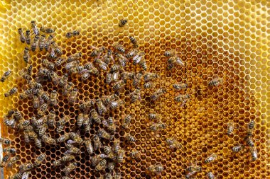 Arı kovanının soyut altıgen yapısı altın bal kovanından bal peteği, bal peteği yaz kompozisyonu arı köyünden vıcık vıcık bal, bal kırsalından kırsal arılara bal peteği