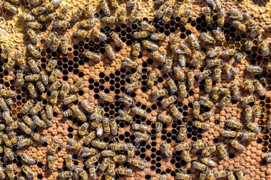 Arı kovanının soyut altıgen yapısı altın bal kovanından bal peteği, bal peteği yaz kompozisyonu arı köyünden vıcık vıcık bal, bal kırsalından kırsal arılara bal peteği