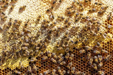 Arı kovanının soyut altıgen yapısı altın bal kovanından bal peteği, bal peteği yaz kompozisyonu arı köyünden vıcık vıcık bal, bal kırsalından kırsal arılara bal peteği