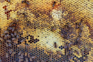 Arı kovanının soyut altıgen yapısı altın bal kovanından bal peteği, bal peteği yaz kompozisyonu arı köyünden vıcık vıcık bal, bal kırsalından kırsal arılara bal peteği