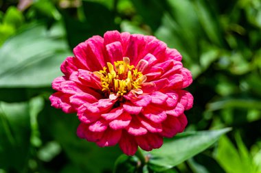 Çayırlarda güzel yetişen çinnia çiçekleri vahşi yetişen zinnia çiçeklerinden çayırlarda yetişen yabani çayırlara kadar uzanan fotograflar çayırlarda yetişen yabani zinnia zarafetleri.