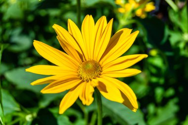 Güzel, yabani, büyüyen çiçek, arka planda sahte ayçiçeği, yabani çiçeklerden oluşan fotoğraf, sahte ayçiçeği, çimen çayırı, vahşi, büyüyen çiçek, sahte ayçiçeği çayırı.