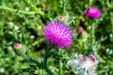 Arkaplan otlağında güzel yetişen çiçek kökü dikenli devedikeni. Çiçek kökü dikeninden çim çayırına kadar uzanan fotograf. Meadow kırsalında çiçek kökü dikenli dikenli devedikeni.