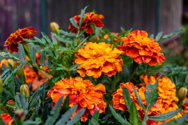 Arka bahçedeki çayırlarda yetişen güzel yabani çiçek kadife çiçeği takvimi, yabani çiçek kadife çiçeklerinden çayırlara, bitki çayırlarında yetişen yabani çiçek kadife çiçekleri.