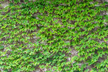 Tema: Akçaağaç yapraklarının yüzeye düşen sonbahar soyut arkaplanı, sabahları kırsal alanda ıslak sonbahar akçaağaç yapraklarının düşmesi, sonbahar akçaağaç yapraklarının farklı akçaağaç yapraklarının düşmesi.