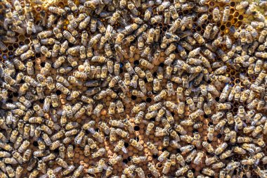 Arı kovanının soyut altıgen yapısı altın bal kovanından bal peteği, bal peteği yaz kompozisyonu arı köyünden vıcık vıcık bal, bal kırsalından kırsal arılara bal peteği