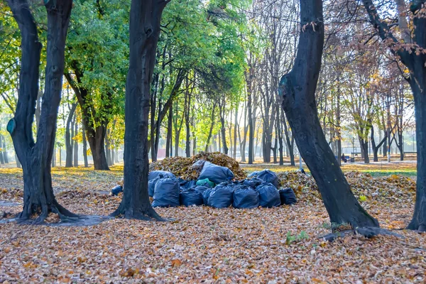 Photography on theme bags of leaves in forest on background natural nature, photo consisting from large bags of leaves to forest among tall trees, big bags of leaves at forest for clean environment