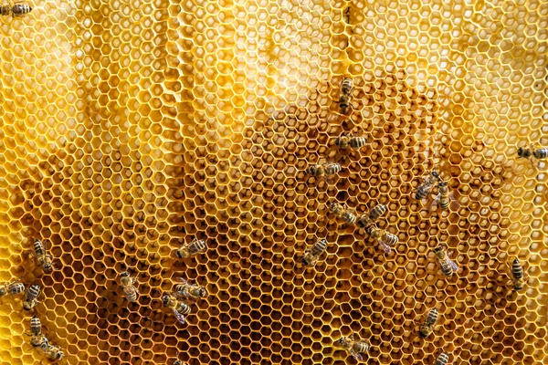 Abstract hexagon structure is honeycomb from bee hive filled with golden honey, honeycomb summer composition consisting of gooey honey from bee village, honey rural of bees honeycombs to countryside