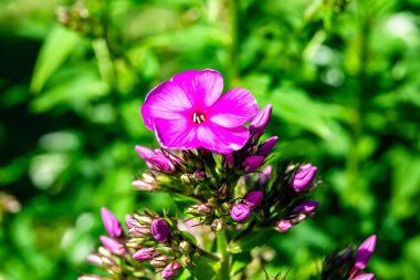 Çayırda büyüyen güzel çiçek fenikulası, vahşi büyüyen çiçek fenomeninden panikleyerek çim çayırına ulaşan foto, Herb Meadow kırsalında büyüyen çiçek fenikulatı.