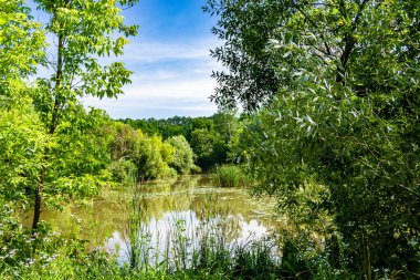Kırsal kesimde yetişen güzel ot sazları renkli arka planda yetişiyor. Islak sularda vahşi ot bataklık kamışları, doğadan gelen uzun çimen kamışları.