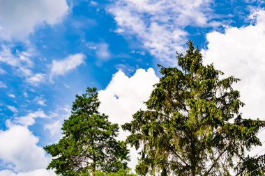 Tema üzerine fotoğrafçılık arka planda büyük güzel bir sonbahar çam ağacı parlak gökyüzü, bulutların altında uzun bir sonbahar çam ağacından oluşan fotoğraf, canlı kırsal gökyüzünde büyük bir sonbahar çam ağacı