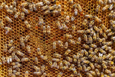 Arı kovanının soyut altıgen yapısı altın bal kovanından bal peteği, bal peteği yaz kompozisyonu arı köyünden vıcık vıcık bal, bal kırsalından kırsal arılara bal peteği