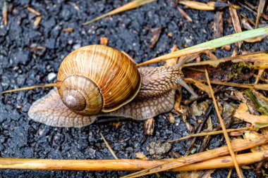Islak yolda sürünen kabuklu büyük bahçe salyangozu çabuk eve gel, salyangoz Helix vücudu korumak için sarılmış lezzetli yiyeceklerden oluşur, balçıklı doğal neşe salyangozu balçıktan korur, besleyici krema yapabilir.