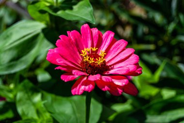 Çayırlarda güzel yetişen çinnia çiçekleri vahşi yetişen zinnia çiçeklerinden çayırlarda yetişen yabani çayırlara kadar uzanan fotograflar çayırlarda yetişen yabani zinnia zarafetleri.