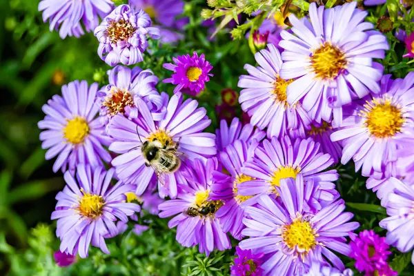 Arka planda yaban arısı kanatlı güzel bir arı, yabani çiçeklerden oluşan bir fotoğraf. Arı otlağa doğru yavaşça uçuyor bal için nektar topluyor, kır otlaklarında yabani bir çiçek arısı.
