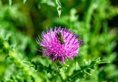 Arka planda yaban arısı kanatlı güzel bir arı, yabani çiçeklerden oluşan bir fotoğraf. Arı otlağa doğru yavaşça uçuyor bal için nektar topluyor, kır otlaklarında yabani bir çiçek arısı.