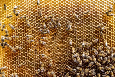 Arı kovanının soyut altıgen yapısı altın bal kovanından bal peteği, bal peteği yaz kompozisyonu arı köyünden vıcık vıcık bal, bal kırsalından kırsal arılara bal peteği