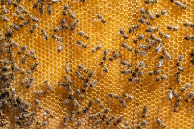 Arı kovanının soyut altıgen yapısı altın bal kovanından bal peteği, bal peteği yaz kompozisyonu arı köyünden vıcık vıcık bal, bal kırsalından kırsal arılara bal peteği