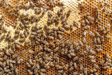 Arı kovanının soyut altıgen yapısı altın bal kovanından bal peteği, bal peteği yaz kompozisyonu arı köyünden vıcık vıcık bal, bal kırsalından kırsal arılara bal peteği