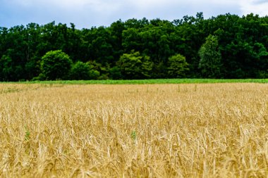 Organik hasat için büyük buğday tarlası temalı fotoğraf, gökyüzü arka planında hasat için büyük buğday tarlalarından oluşan fotoğraf, bu sonbahar mevsiminde hasat için buğday tarlası.
