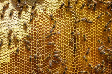 Arı kovanının soyut altıgen yapısı altın bal kovanından bal peteği, bal peteği yaz kompozisyonu arı köyünden vıcık vıcık bal, bal kırsalından kırsal arılara bal peteği