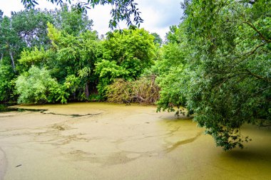 Kırsal kesimde yetişen güzel ot sazları renkli arka planda yetişiyor. Islak sularda vahşi ot bataklık kamışları, doğadan gelen uzun çimen kamışları.