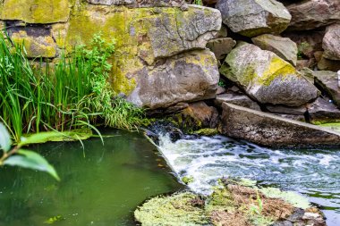 Kırsal kesimde yetişen güzel ot sazları renkli arka planda yetişiyor. Islak sularda vahşi ot bataklık kamışları, doğadan gelen uzun çimen kamışları.