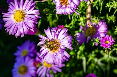 Arka planda yaban arısı kanatlı güzel bir arı, yabani çiçeklerden oluşan bir fotoğraf. Arı otlağa doğru yavaşça uçuyor bal için nektar topluyor, kır otlaklarında yabani bir çiçek arısı.