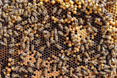 Arı kovanının soyut altıgen yapısı altın bal kovanından bal peteği, bal peteği yaz kompozisyonu arı köyünden vıcık vıcık bal, bal kırsalından kırsal arılara bal peteği