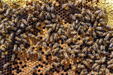 Arı kovanının soyut altıgen yapısı altın bal kovanından bal peteği, bal peteği yaz kompozisyonu arı köyünden vıcık vıcık bal, bal kırsalından kırsal arılara bal peteği