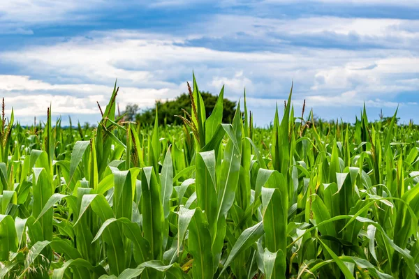 Фотография Тему Больших Кукурузных Полей Органического Сбора Урожая Фото Состоящее — стоковое фото
