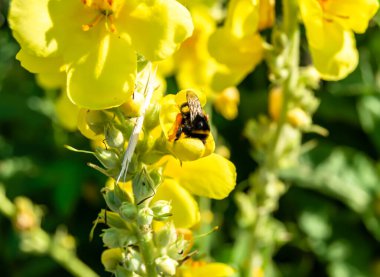 Arka planda yaban arısı kanatlı güzel bir arı, yabani çiçeklerden oluşan bir fotoğraf. Arı otlağa doğru yavaşça uçuyor bal için nektar topluyor, kır otlaklarında yabani bir çiçek arısı.