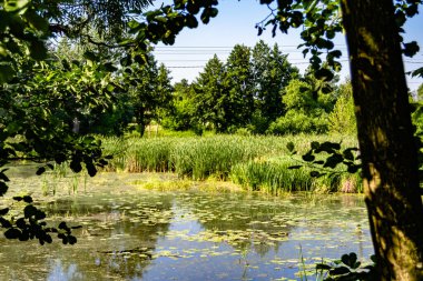 Kırsal kesimde yetişen güzel ot sazları renkli arka planda yetişiyor. Islak sularda vahşi ot bataklık kamışları, doğadan gelen uzun çimen kamışları.