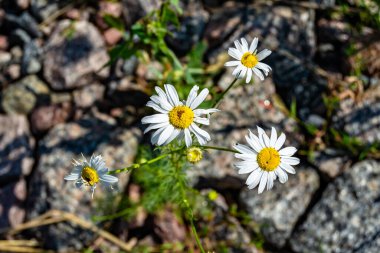 Arka planda büyüyen güzel Meksika papatyası, yabani çiçek yetiştiren Meksika papatyasından çim çayırına, Herb Meadow kırsalında büyüyen Meksika papatyasından oluşan fotoğraf.