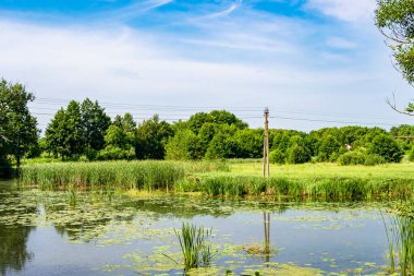 Kırsal kesimde yetişen güzel ot sazları renkli arka planda yetişiyor. Islak sularda vahşi ot bataklık kamışları, doğadan gelen uzun çimen kamışları.
