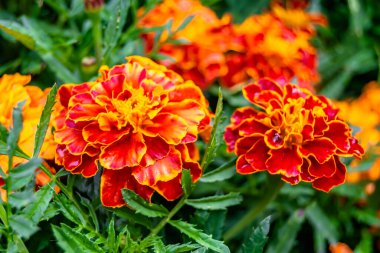 Arka bahçedeki çayırlarda yetişen güzel yabani çiçek kadife çiçeği takvimi, yabani çiçek kadife çiçeklerinden çayırlara, bitki çayırlarında yetişen yabani çiçek kadife çiçekleri.